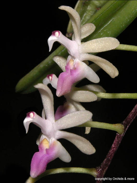 Cleisostoma_linearilobatum