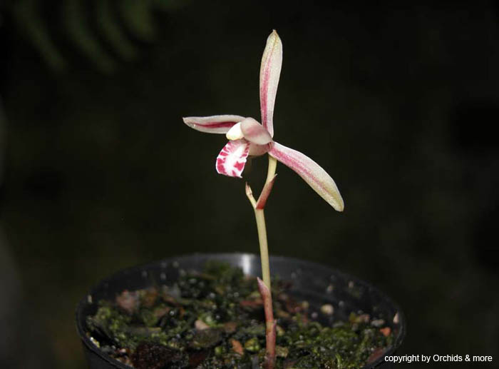 Cymbidium_macrorhizon3