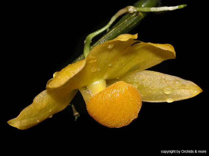 Dendrobium_chrysocrepis