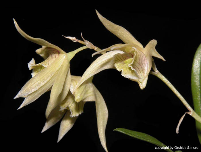 Dendrobium_gregulus