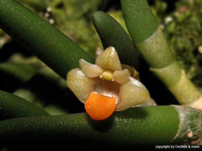 Dendrobium_lichenastrum_prenticei