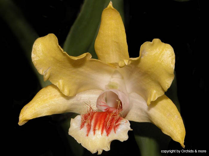 Dendrobium_lowii