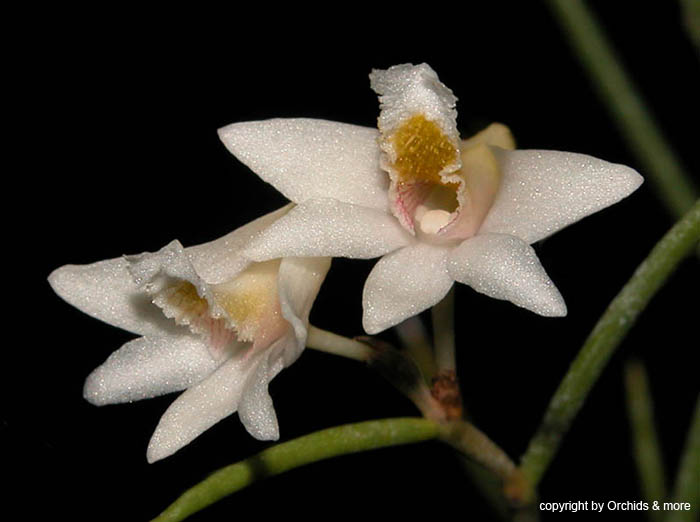 Dendrobium_modestum