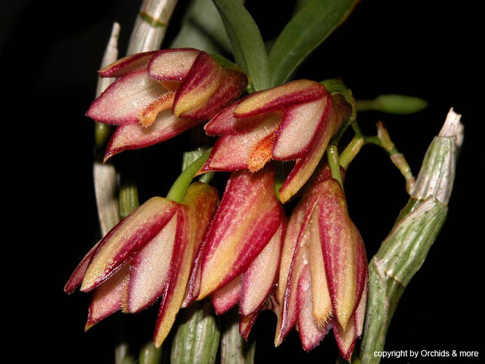 Dendrobium_pauciflorum