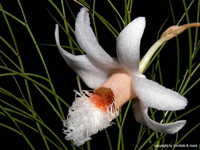 Dendrobium_polytrichium