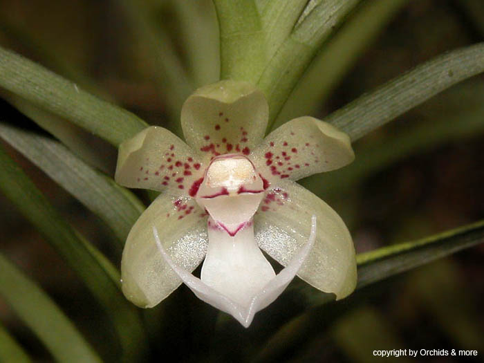 Dichaea_spec