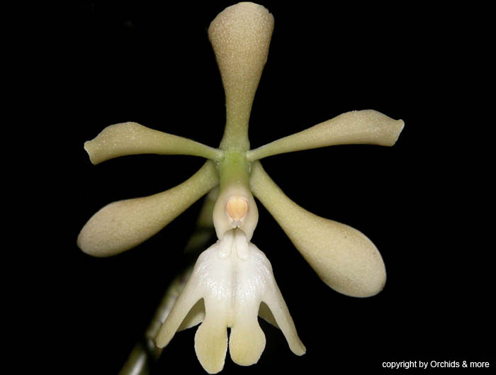 Epidendrum_coronatum