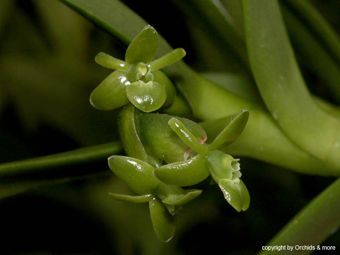 Epidendrum_latilabre