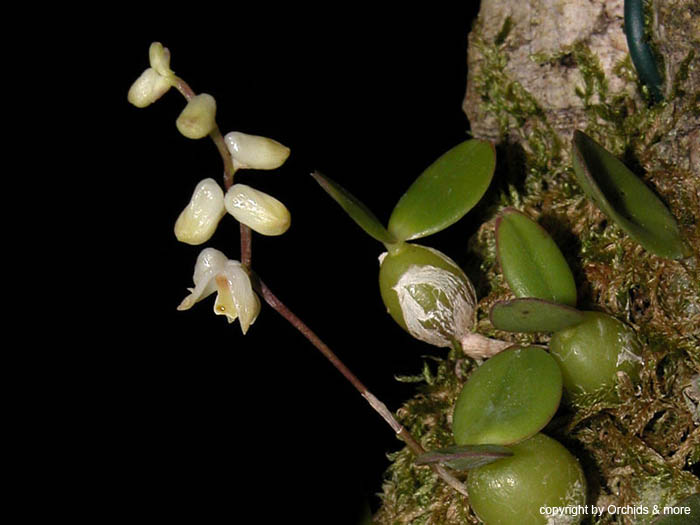Genyorchis_pumila