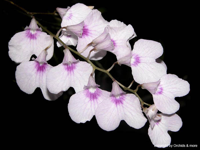 Ionopsis_utricularioides