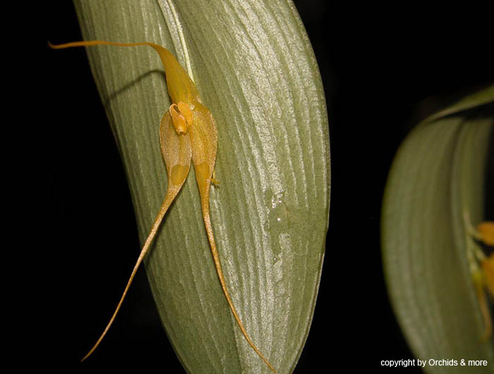 Lepanthes_ingridiana