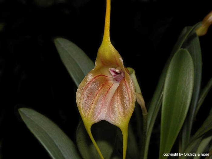 Masdevallia_monikana