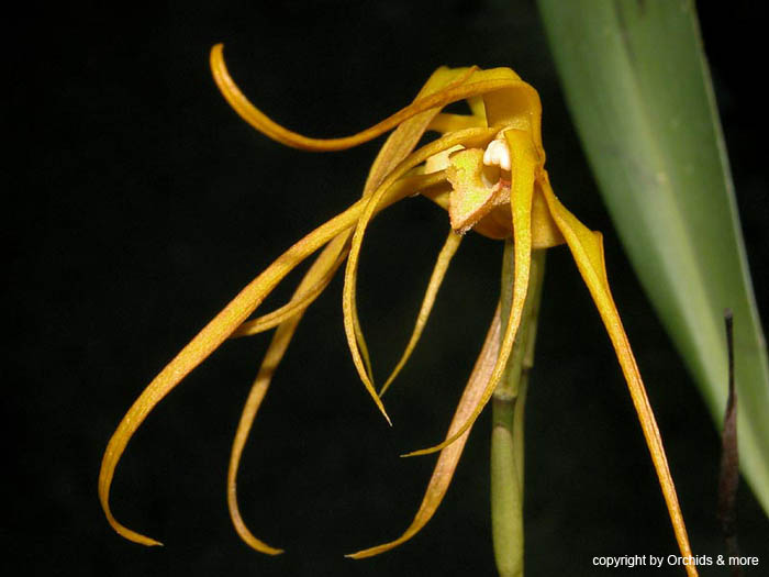 Maxillaria_lepidota