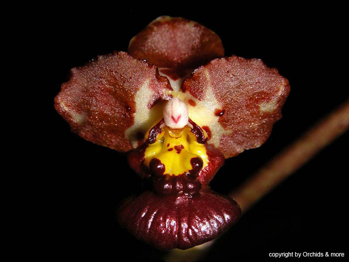 Oncidium_lindenii