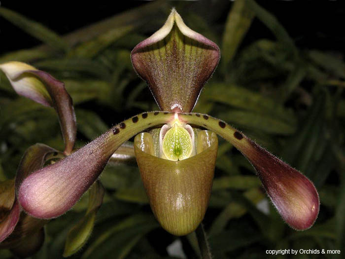 Paphiopedilum_haynaldianum_dunkel