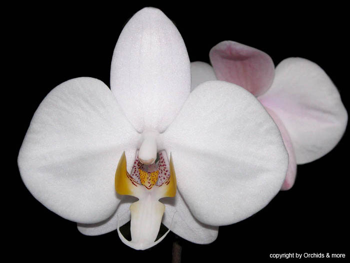Phalaenopsis_philippinensis