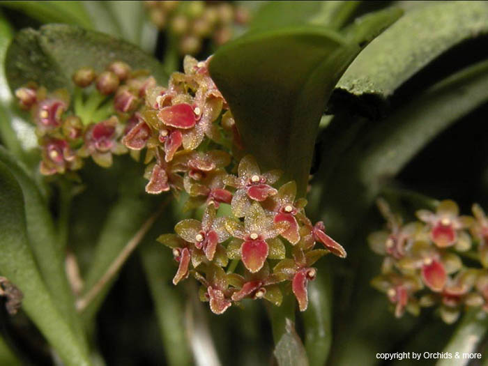 Platystele_beatricis