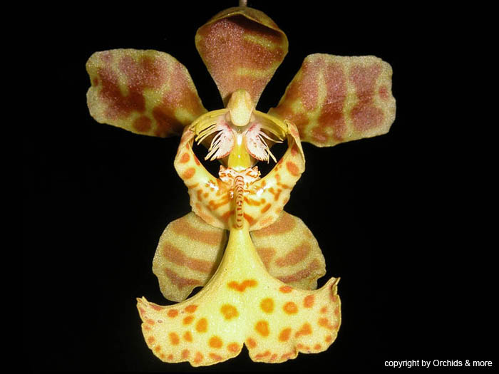 Psychopsiella_limminghei