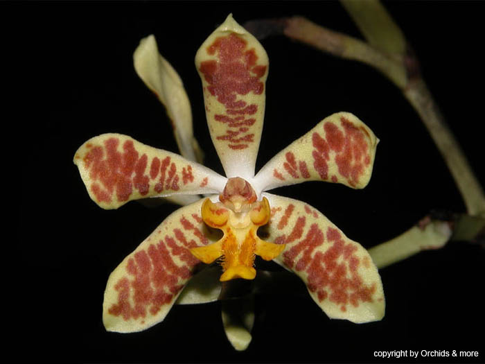 Staurochilus_dawsonianus