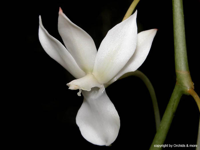 aerangis_ellisii_ellisii2