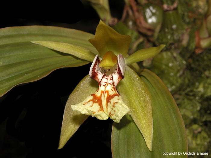 coelogyne_schilleriana3