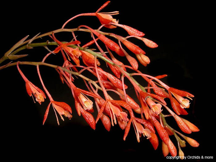 epidendrum_embreei