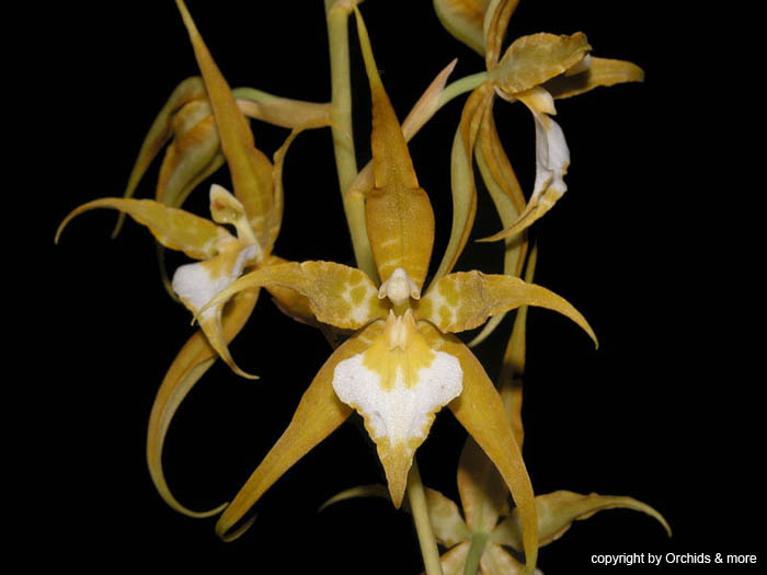 lemboglossum_cordatum_album