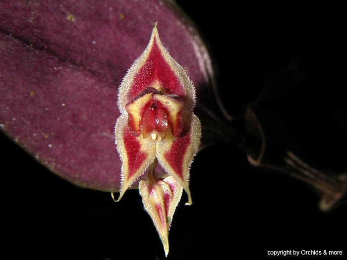 lepanthes_zamorensis