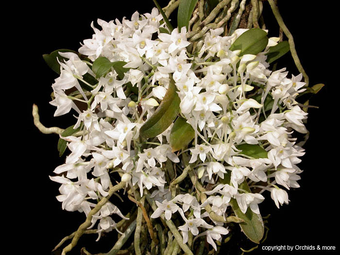 mystacidium_brayboniae