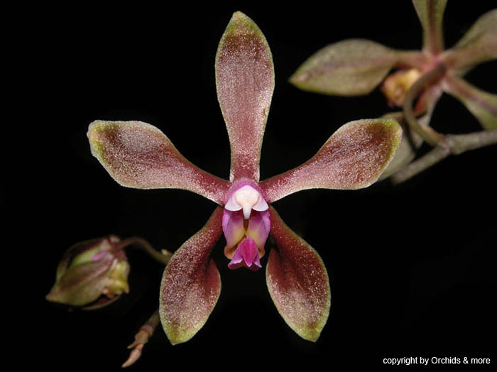 phalaenopsis_braceana