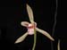 Cymbidium_lancifolium