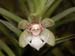 Dichaea_spec
