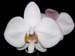Phalaenopsis_philippinensis
