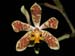 Staurochilus_dawsonianus