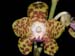 Vandopsis_parishii