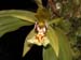coelogyne_schilleriana3