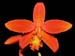 laelia_milleri