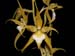 lemboglossum_cordatum_album