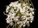 mystacidium_brayboniae