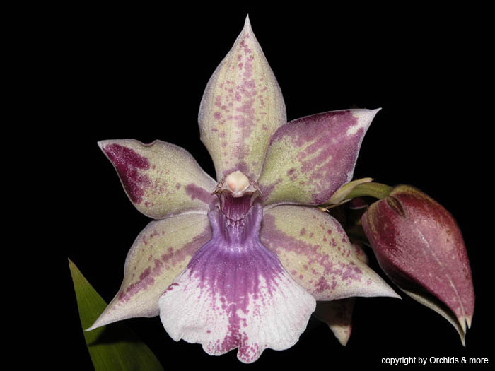 Acacallis_cyanae x Zygocolax_Baerbel_Hoehn