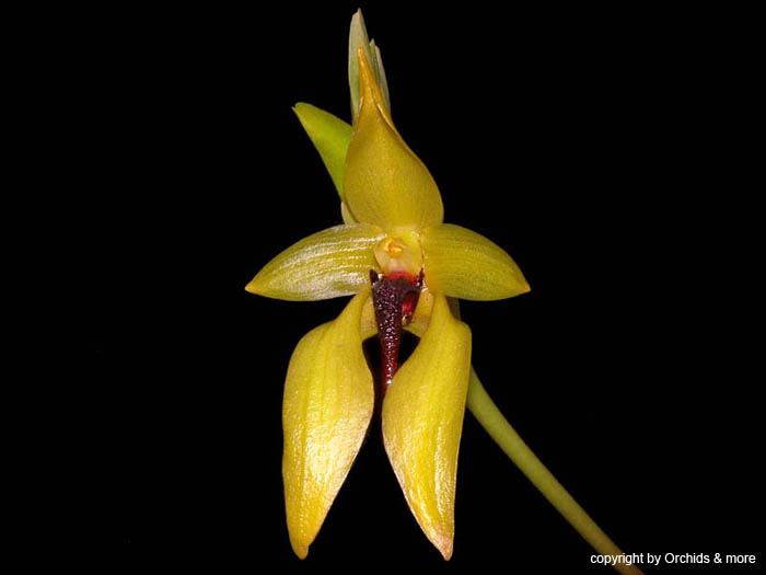 Bulbophyllum_carunculatum