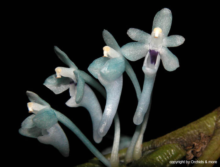Cleisocentron_merrillianum