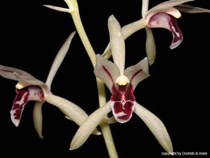Cymbidium_lancifolium