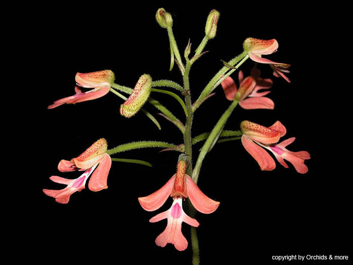 Cynorkis_gibbosa