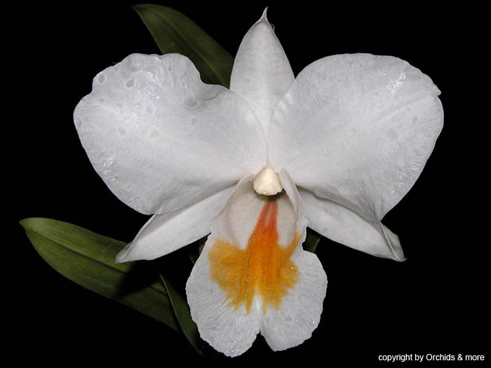 Dendrobium_formosum