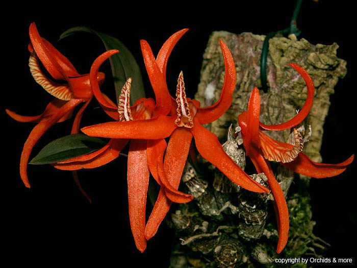 Dendrobium_lamyaiae