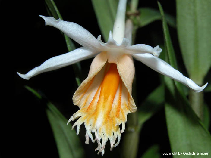 Dendrobium_longicornu