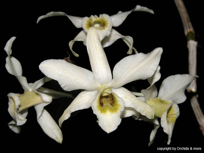 Dendrobium_rhombeum
