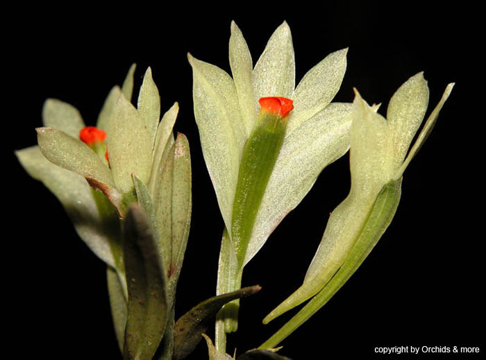 Dendrobium_theionanthum