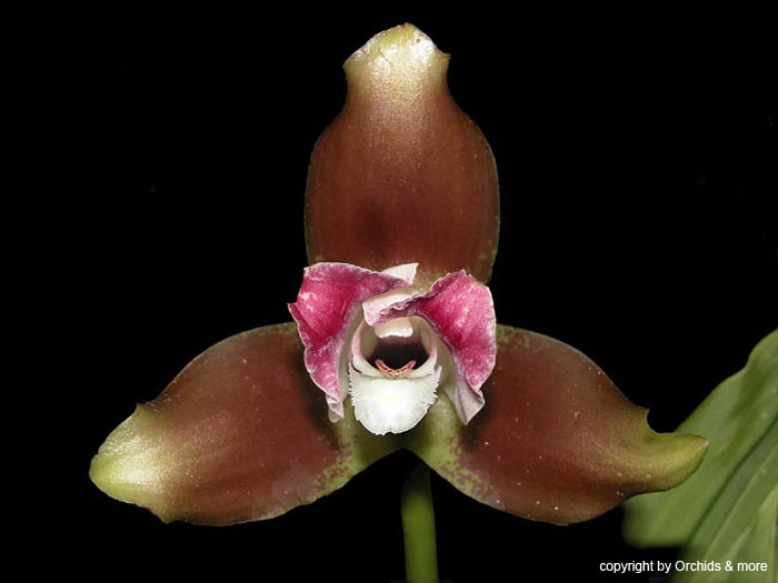 Lycaste_macrophylla